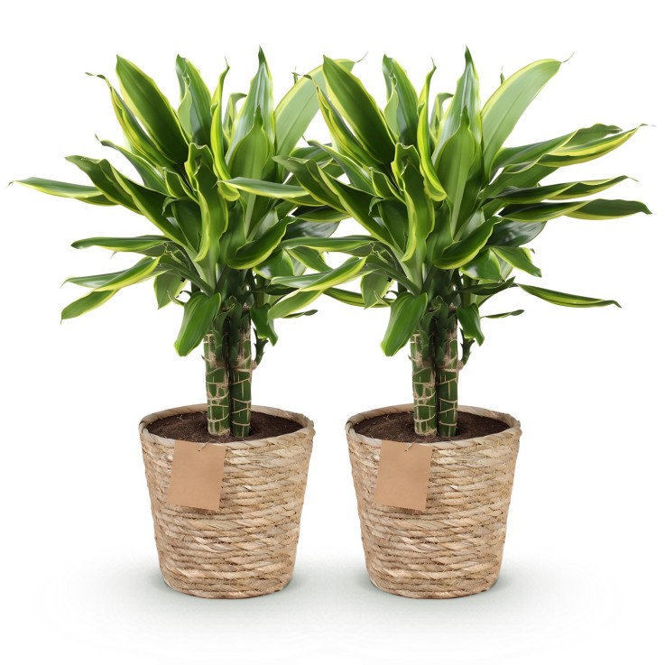 Dracaena Golden Coast – Lot de 2 – Hauteur 50-55 cm