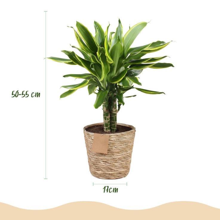 Dracaena Golden Coast – Lot de 2 – Hauteur 50-55 cm