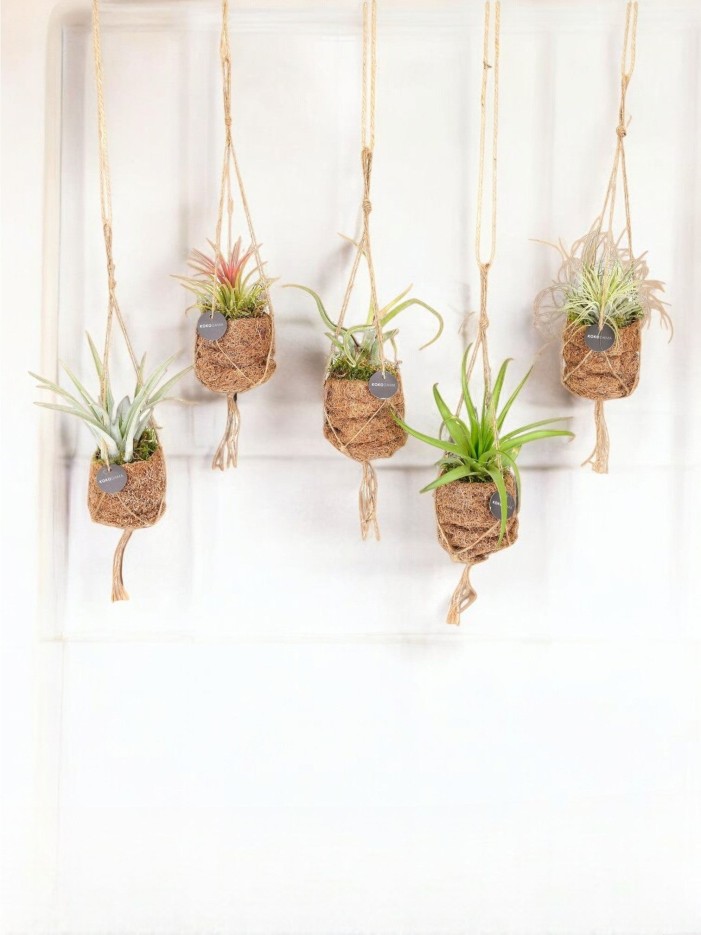 Box - 5 kokodama Tillandsia