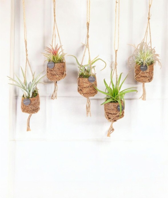 Box - 5 kokodama Tillandsia