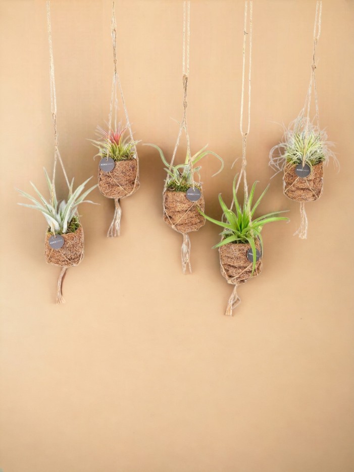 Box - 5 kokodama Tillandsia