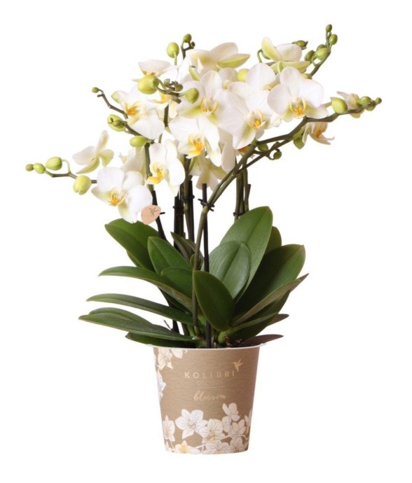 Orchidée Phalaenopsis...