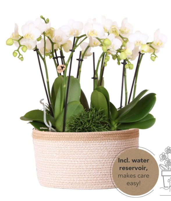 Orchidées blanches en...