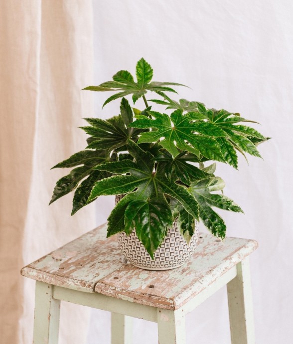 Fatsia Japonica Spider