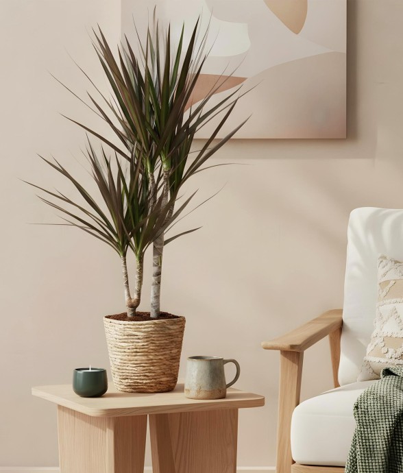 Dracaena Magenta -  1