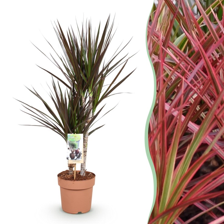 Dracaena Magenta -  1