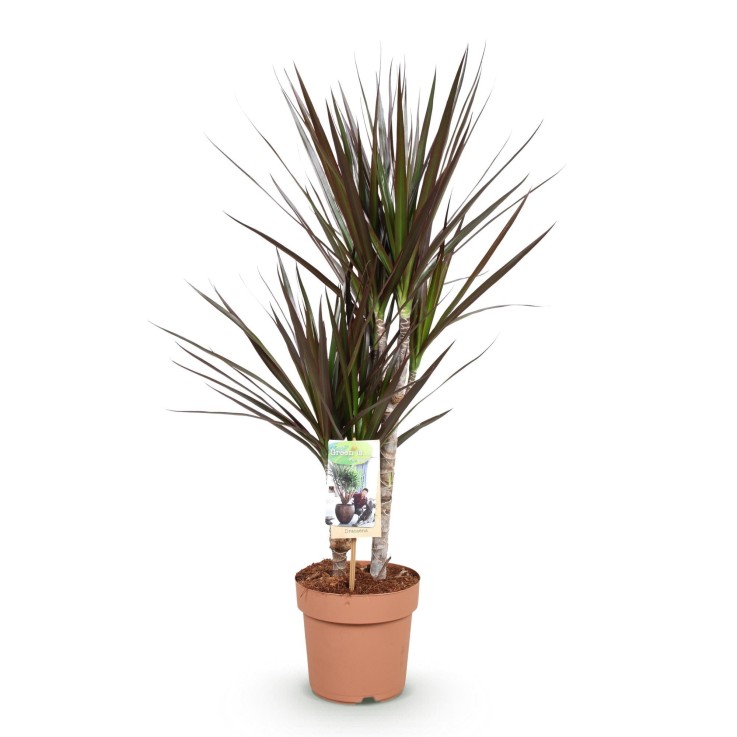 Dracaena Magenta -  1