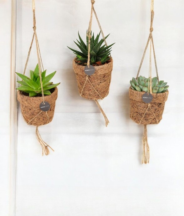 Box - 3 kokodama Succulente