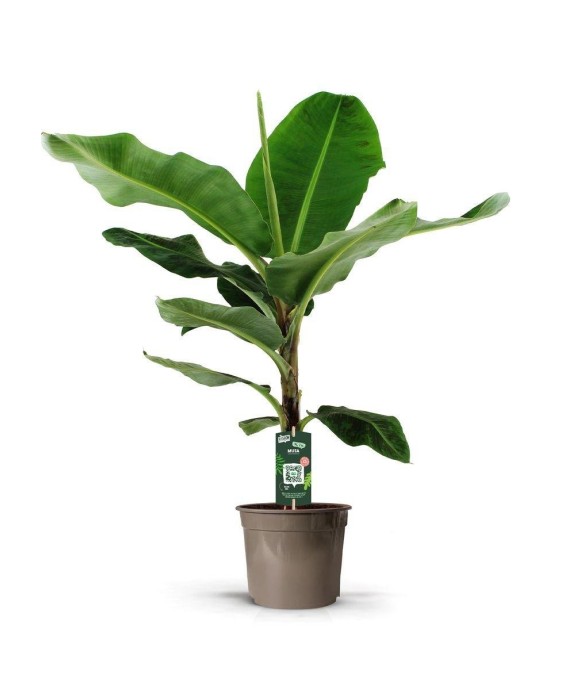 Bananenplant (Musa) - 140...