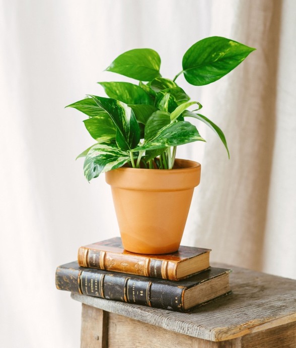 Pothos Scindapsus Aureum