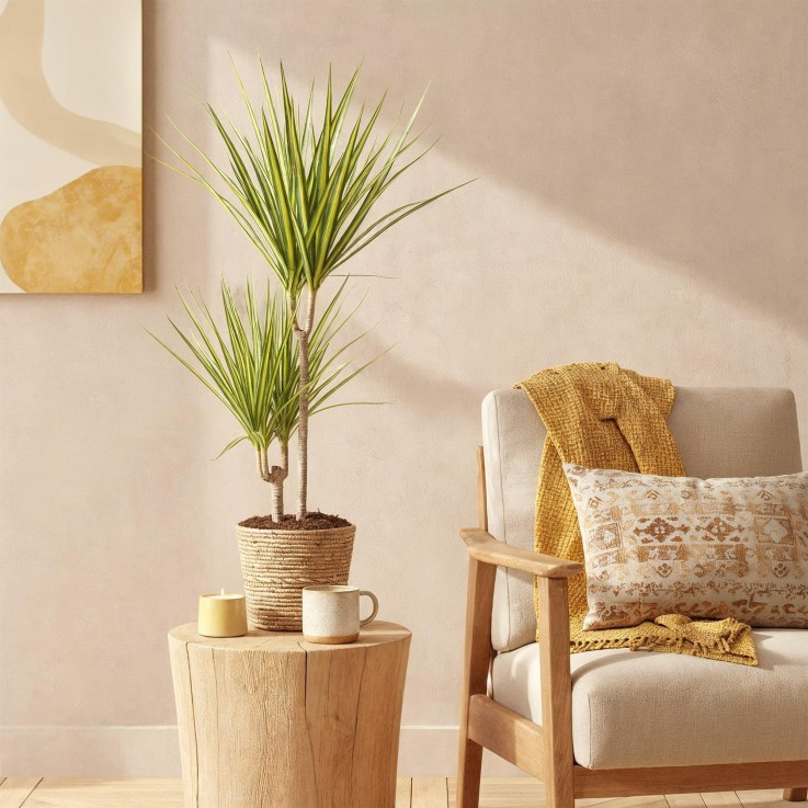 Dracaena Sunray et panier