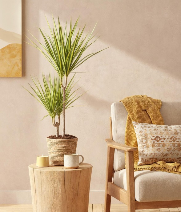 Dracaena Sunray et panier