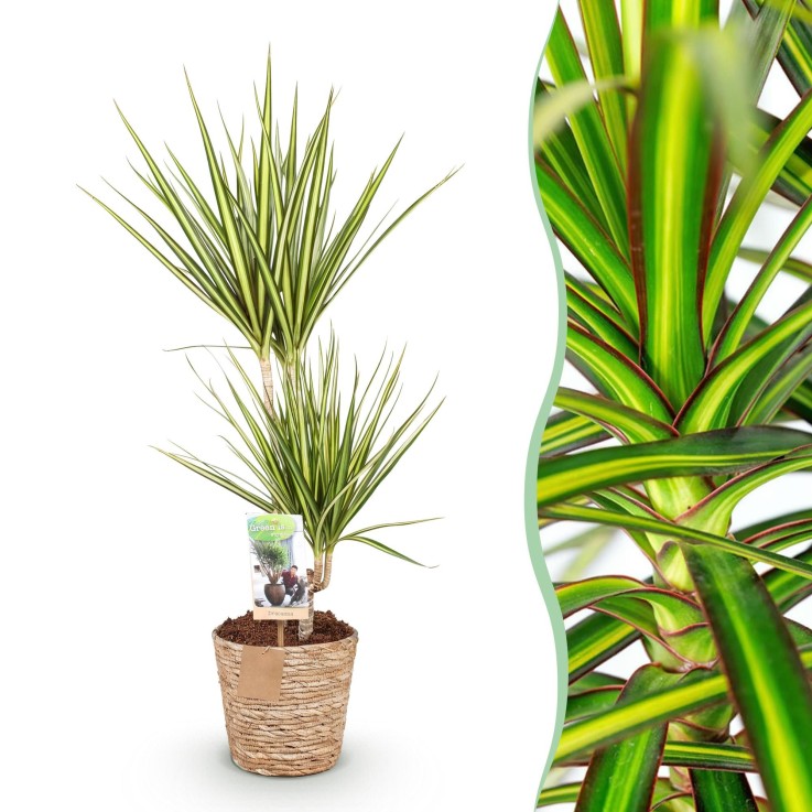 Dracaena Sunray et panier