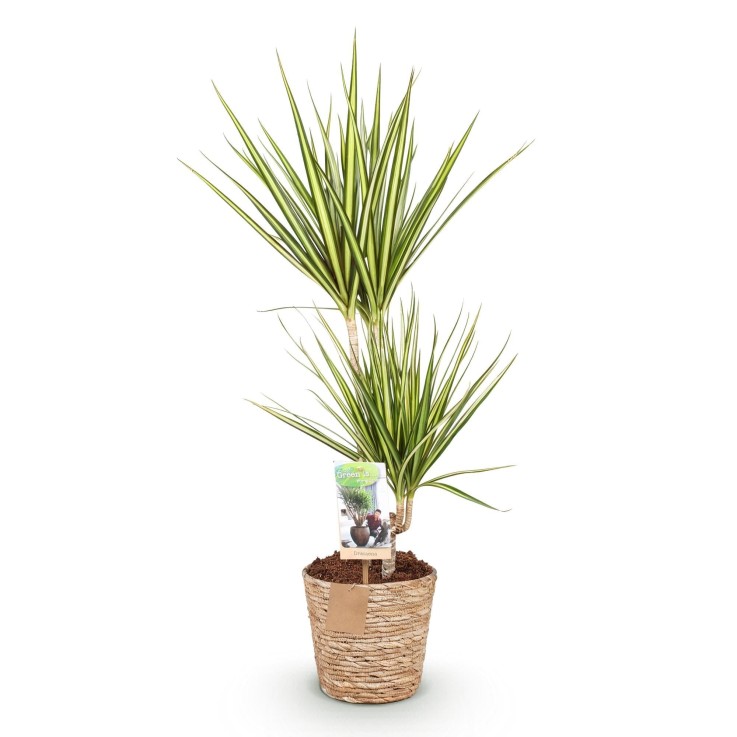 Dracaena Sunray et panier