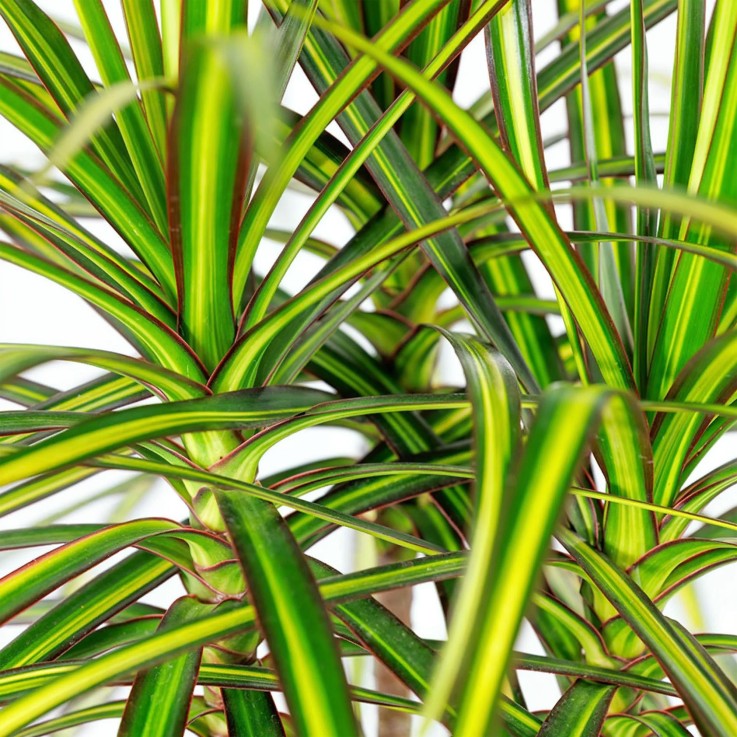 Dracaena Sunray et panier