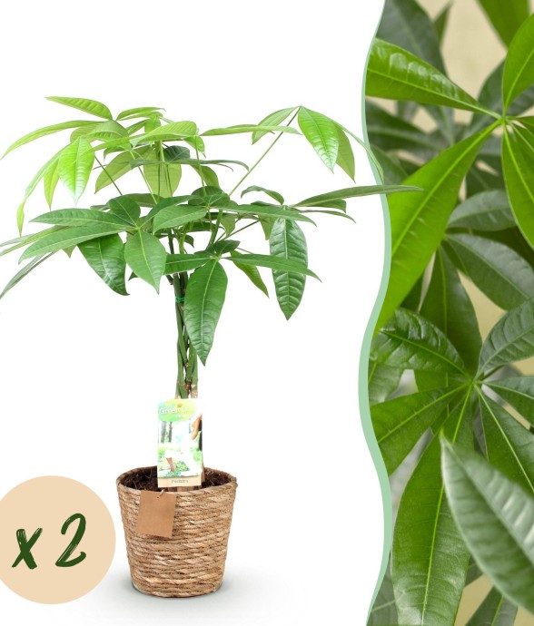 Pachira Aquatica tronc...