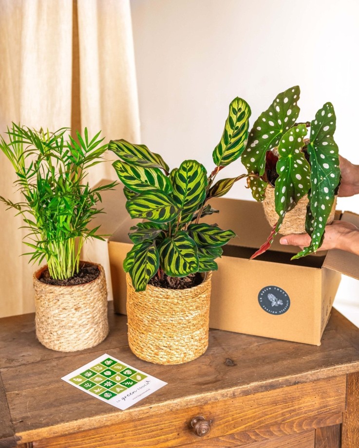 Coffret Plantes Jungle fever -  Box 3 plantes