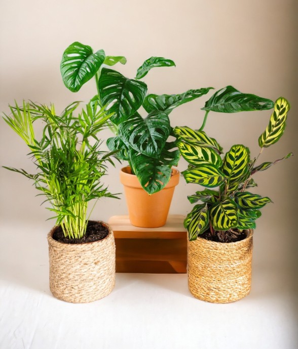 Coffret Plantes Jungle...