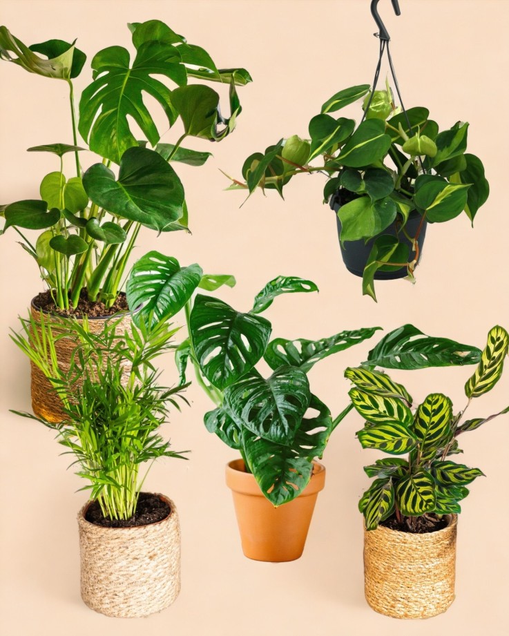 Coffret Plantes Jungle fever -  Box 3 plantes