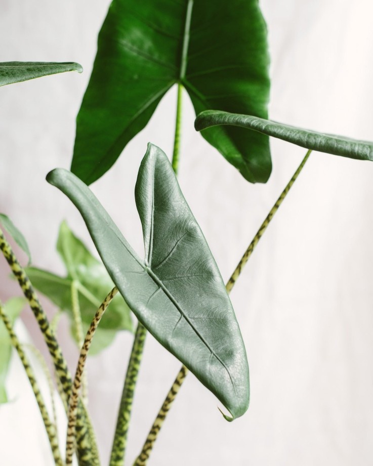 Alocasia zebrina