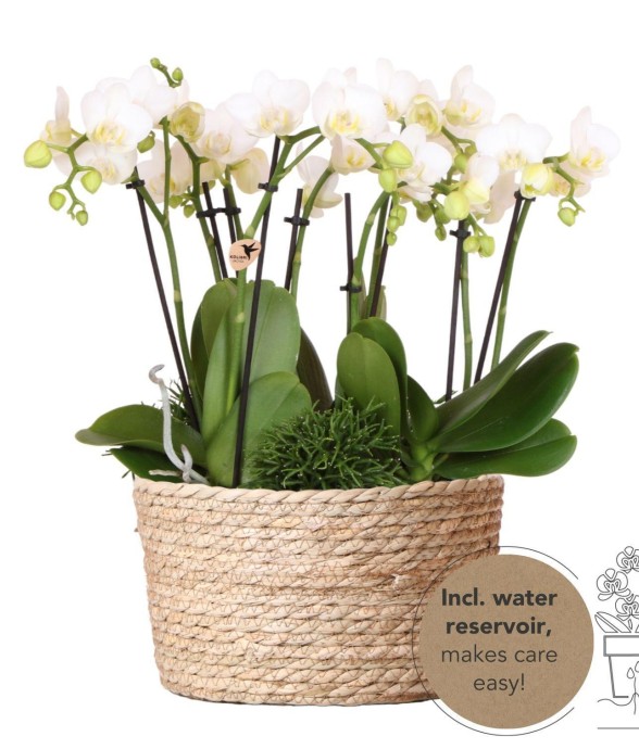 Composition dans un panier...