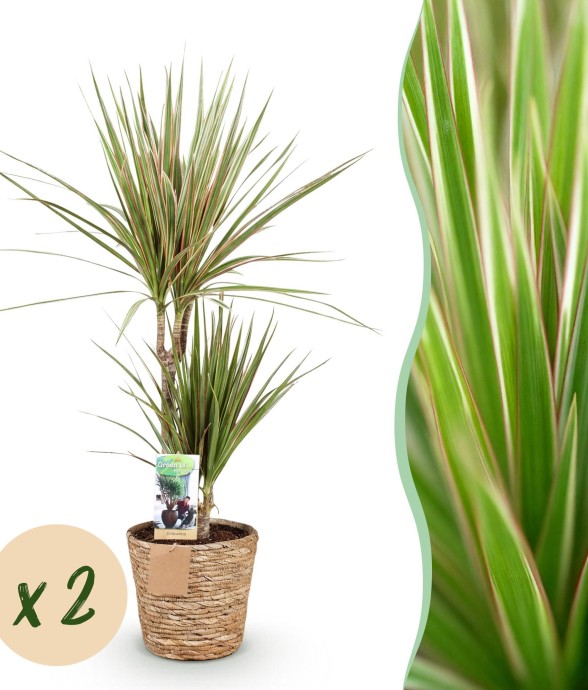 Dracaena Sunray – Lot de 2...