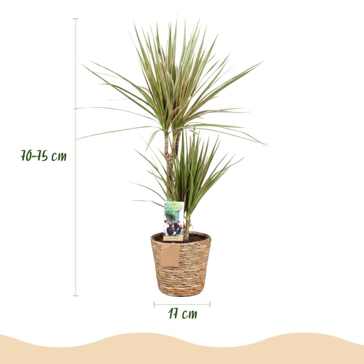 Dracaena Sunray – Lot de 2 – Pot 17 cm – Hauteur 70-75 cm