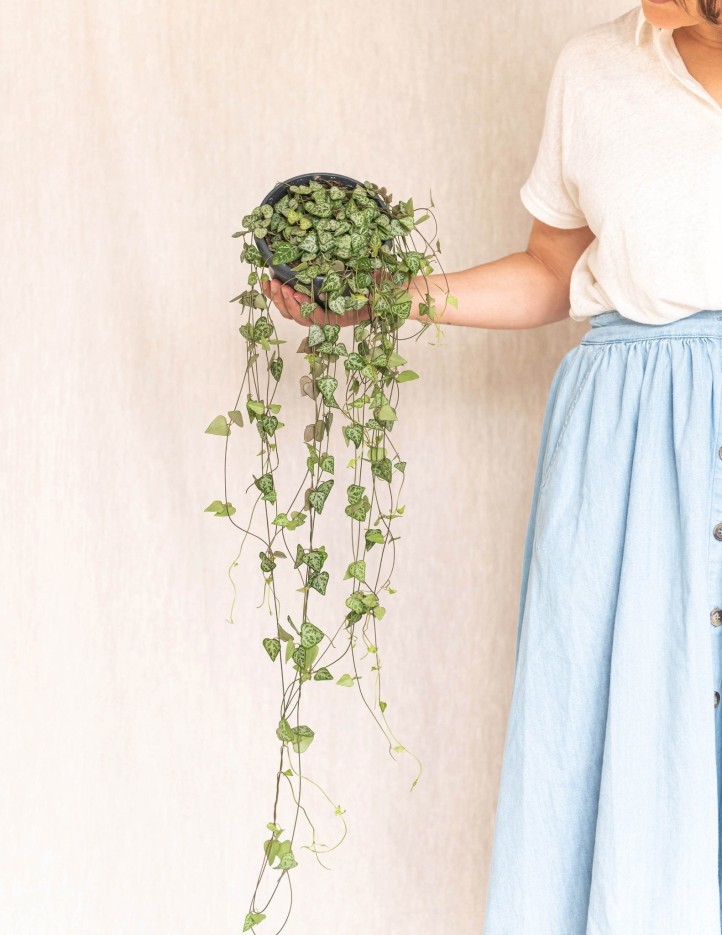 Grand Ceropegia Woodii - chaîne de coeurs