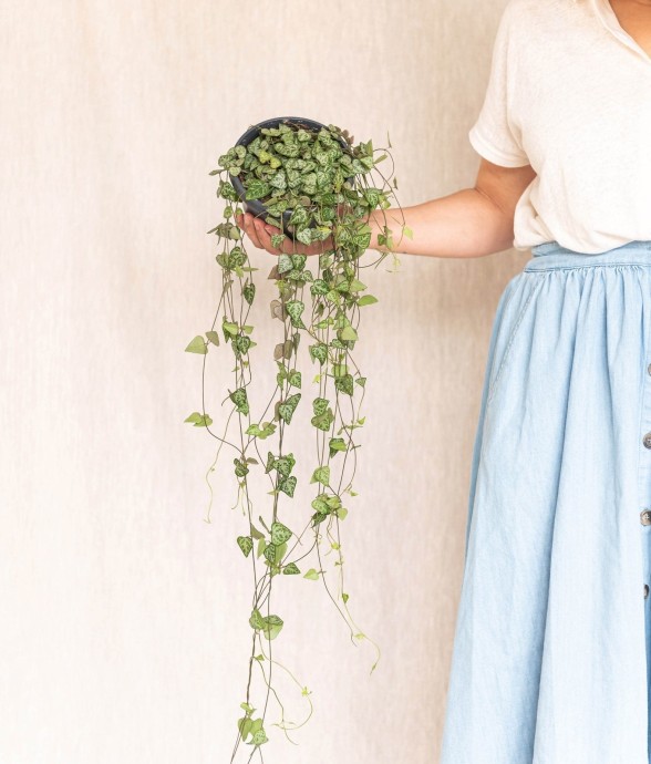 Grand Ceropegia Woodii -...