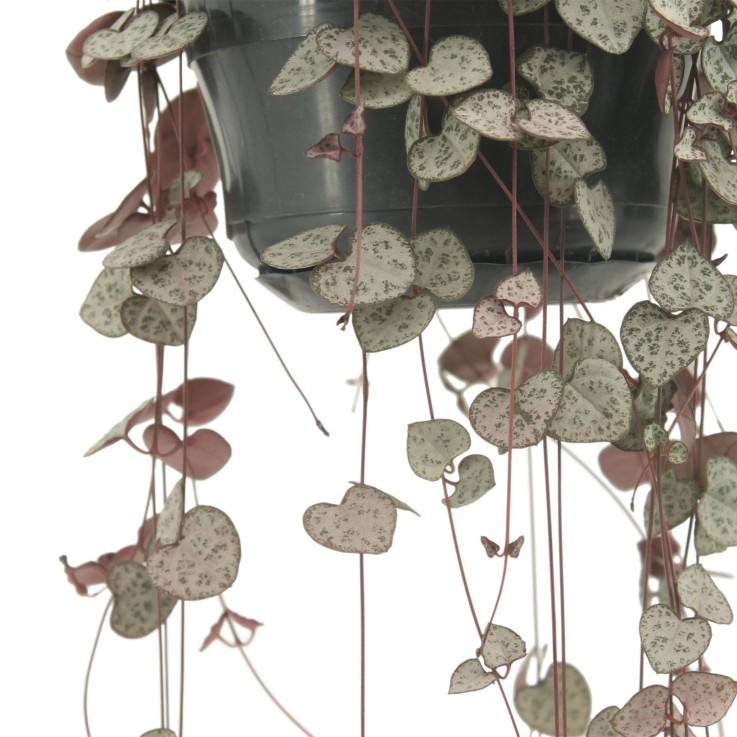 Grand Ceropegia Woodii - chaîne de coeurs