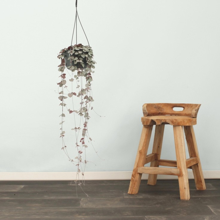 Grand Ceropegia Woodii - chaîne de coeurs