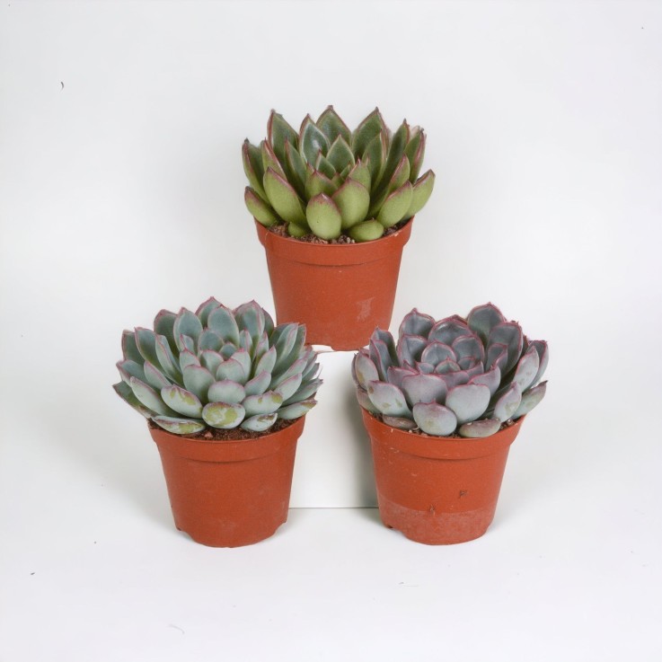 Echeveria, box de 3 plantes, h15cm