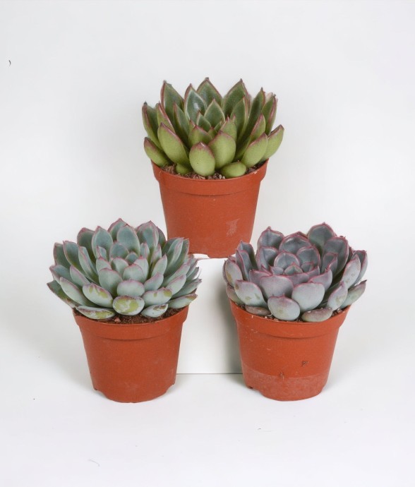 Echeveria, box de 3...