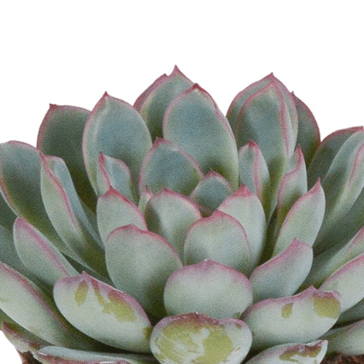 Echeveria, box de 3 plantes, h15cm