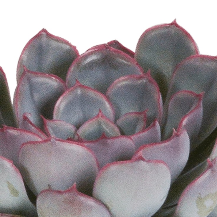 Echeveria, box de 3 plantes, h15cm