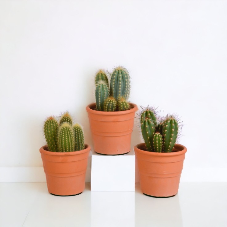 Coffret cactus et ses caches-pots terracotta - Lot de 3 plantes, h23cm