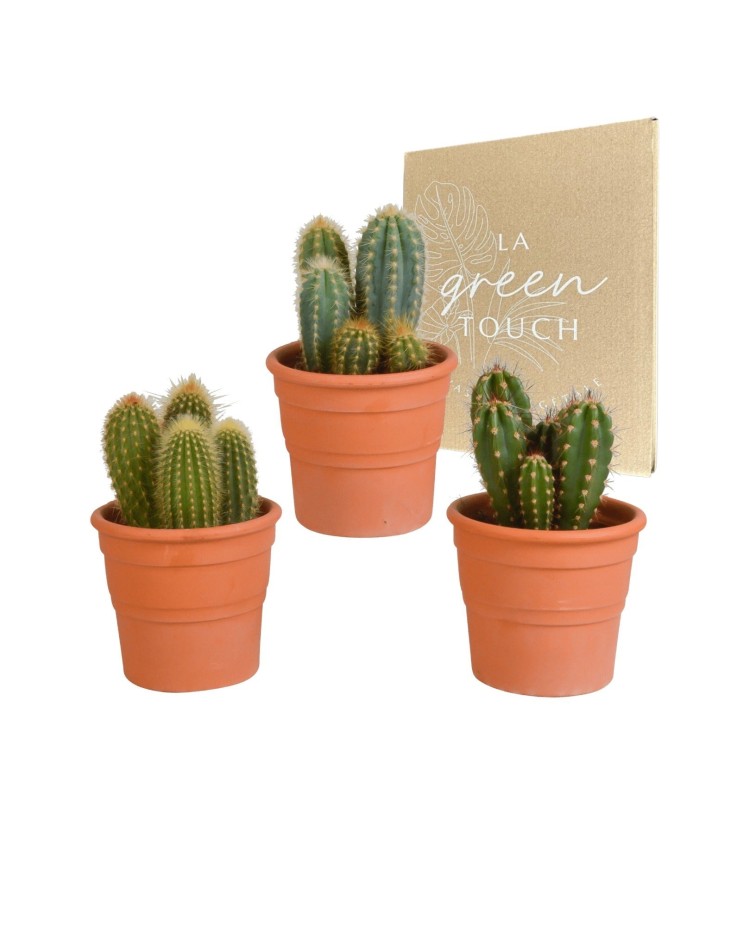 Coffret cactus et ses caches-pots terracotta - Lot de 3 plantes, h23cm