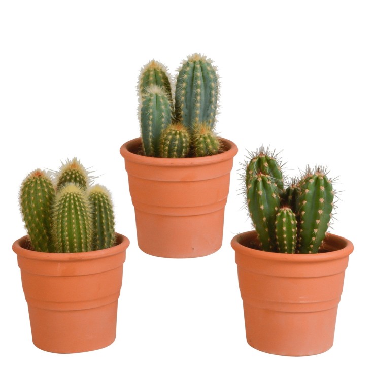 Coffret cactus et ses caches-pots terracotta - Lot de 3 plantes, h23cm