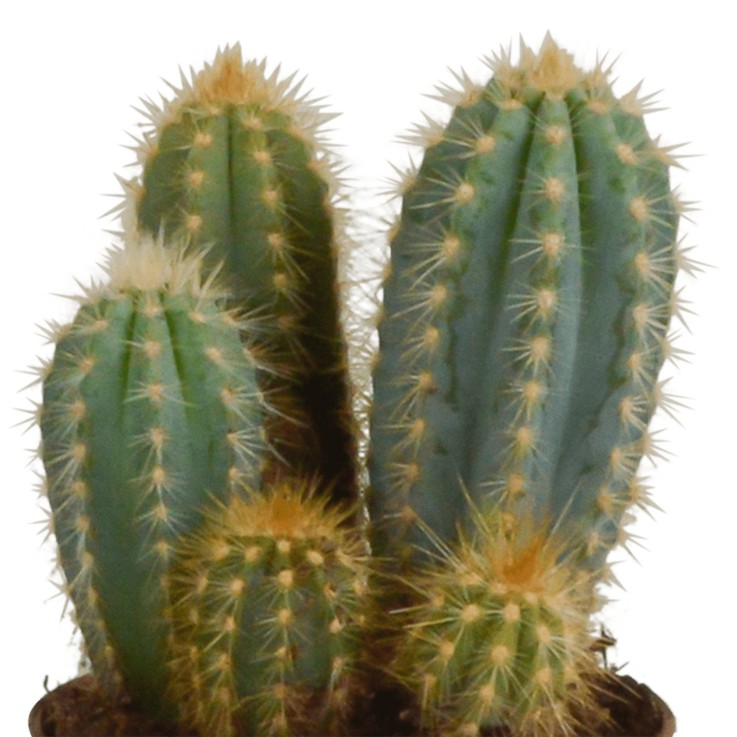 Coffret cactus et ses caches-pots terracotta - Lot de 3 plantes, h23cm