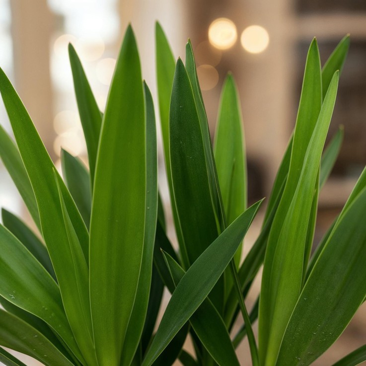 Yucca elephantipes -  1