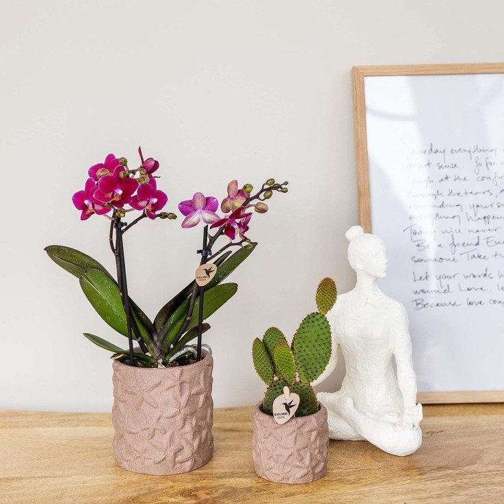 Star Fish - Pot Décoratif Marron