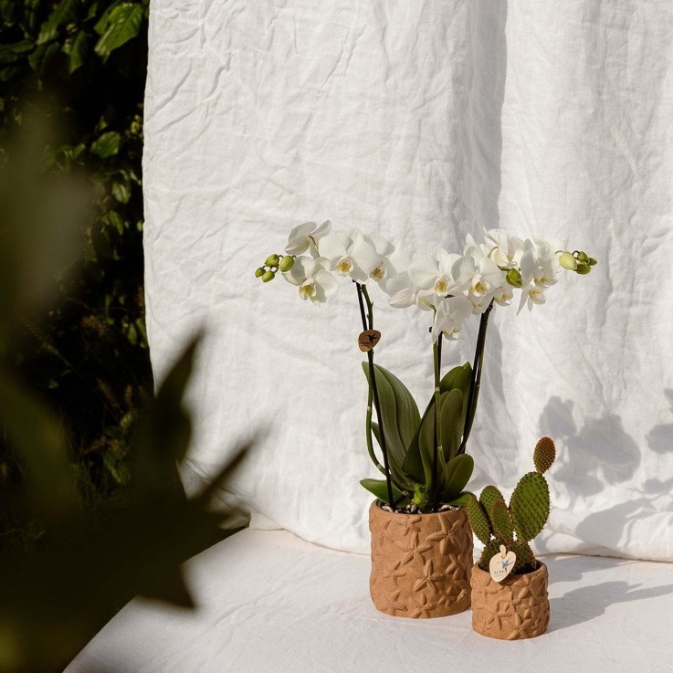 Star Fish - Pot Décoratif Marron