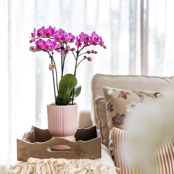 Pot décoratif Diabolo rose