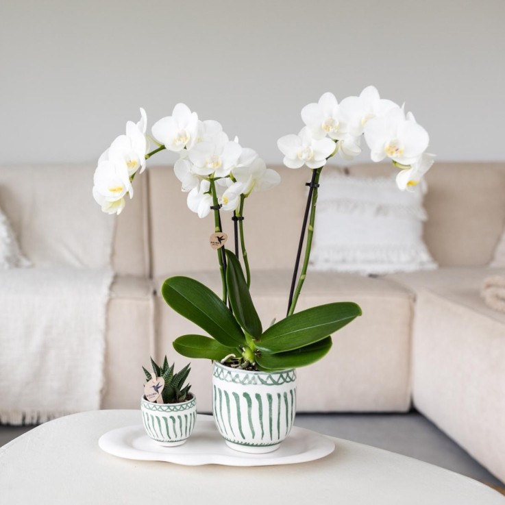 Plateau Ovale Blanc - Home Cloud