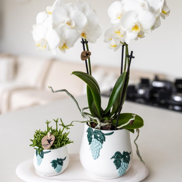 Plateau Ovale Blanc - Home Cloud