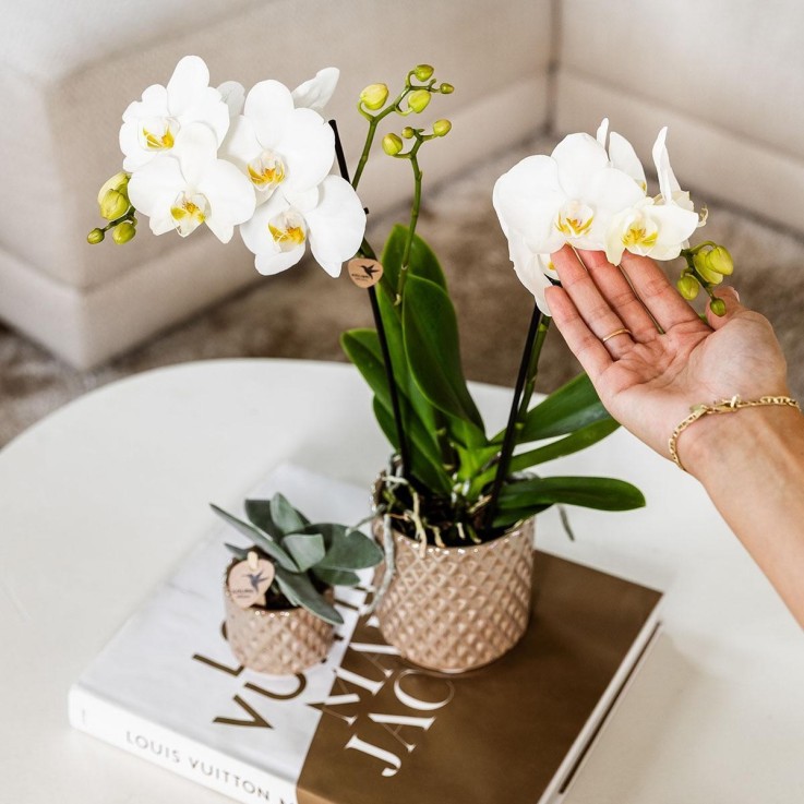 Pot Diamond Pearl - Sable