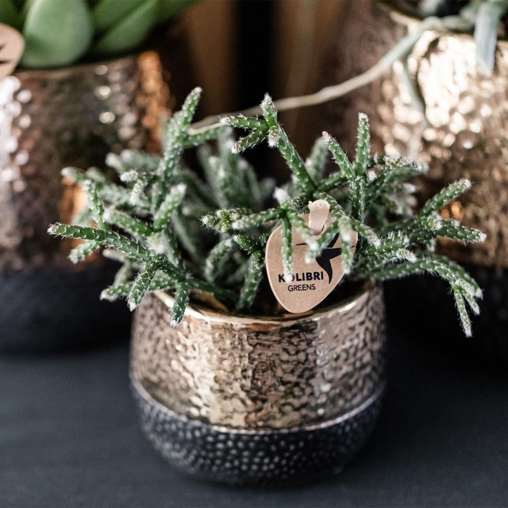 Pot Elite en cuivre brillant - céramique luxueuse