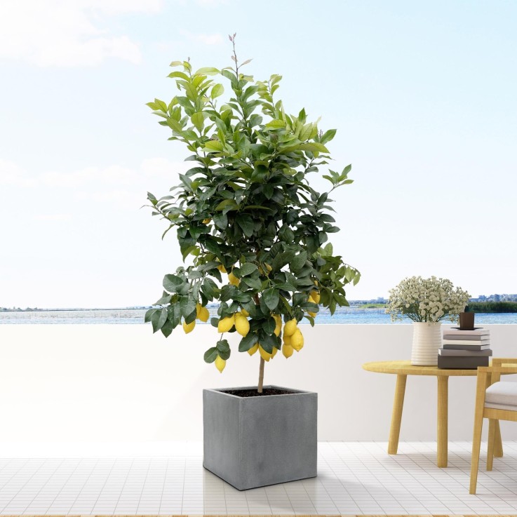 Pot Block Gris 60 cm