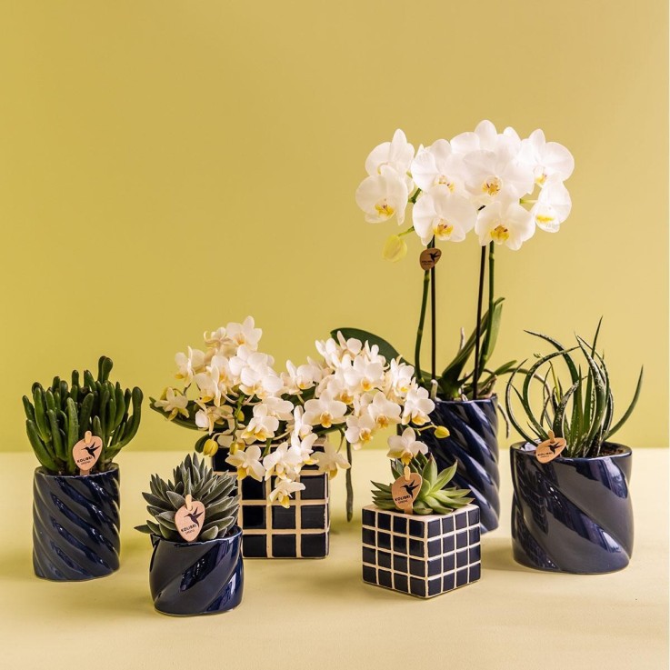 Pot Décoratif Candy - Bleu vif