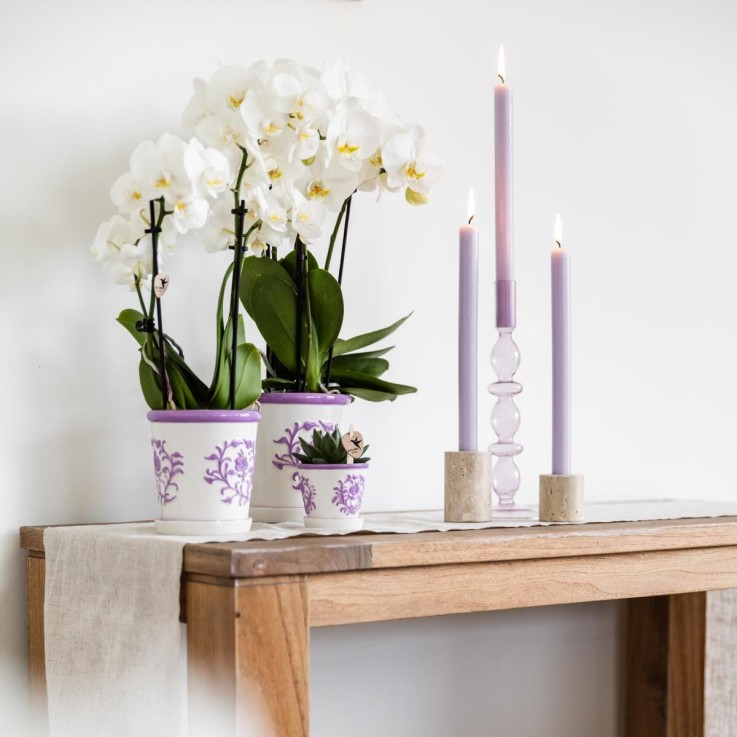 Sierpot Malaga - Lilas